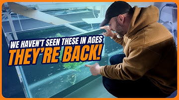 RARE Cories + Plus NEW Aquarium Plants [Weekly Walkthrough Ep. 16]