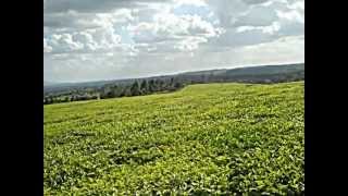 Kenhill Tea - Probably The Best Tea In The World Somali Adver