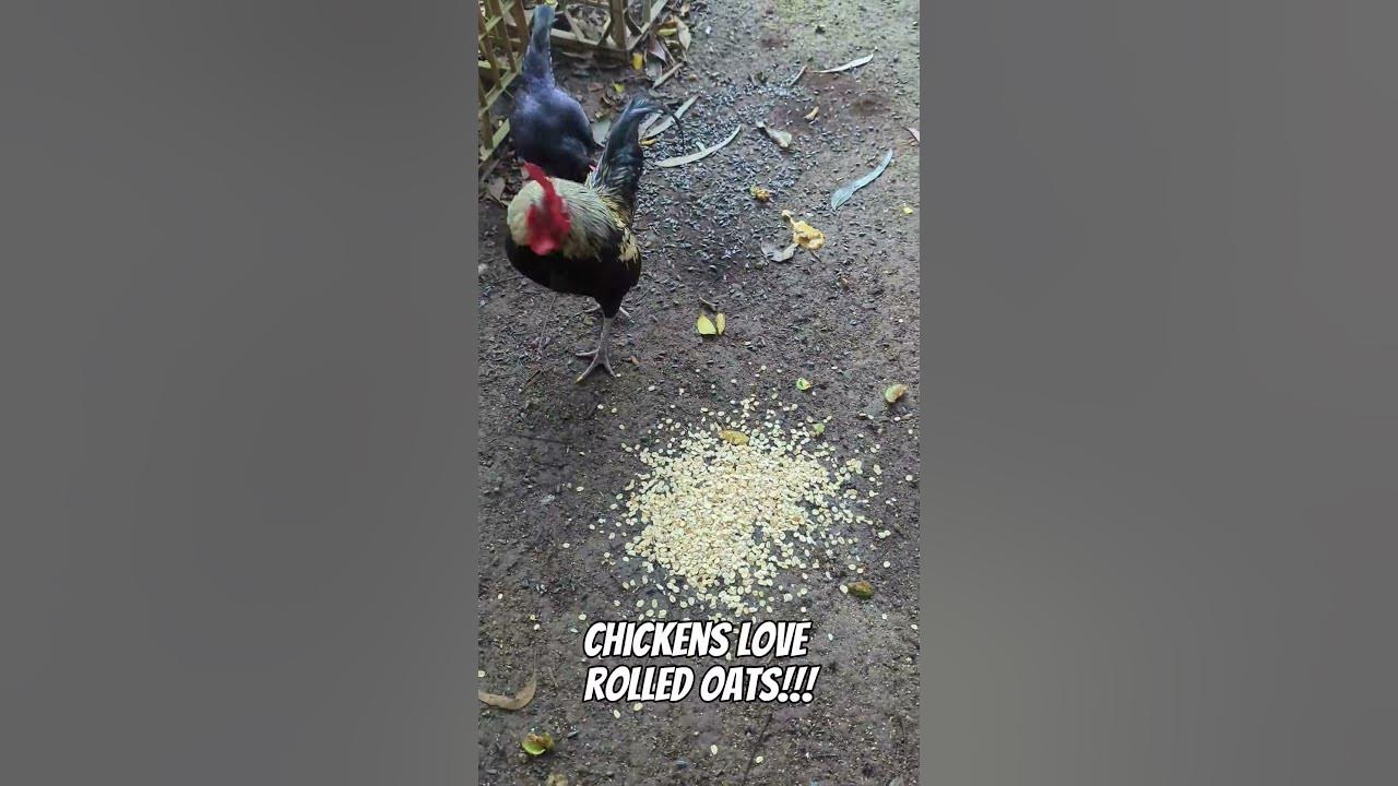 Feed your chickens rolled oats!!🐔🌾🌾🌾 YouTube