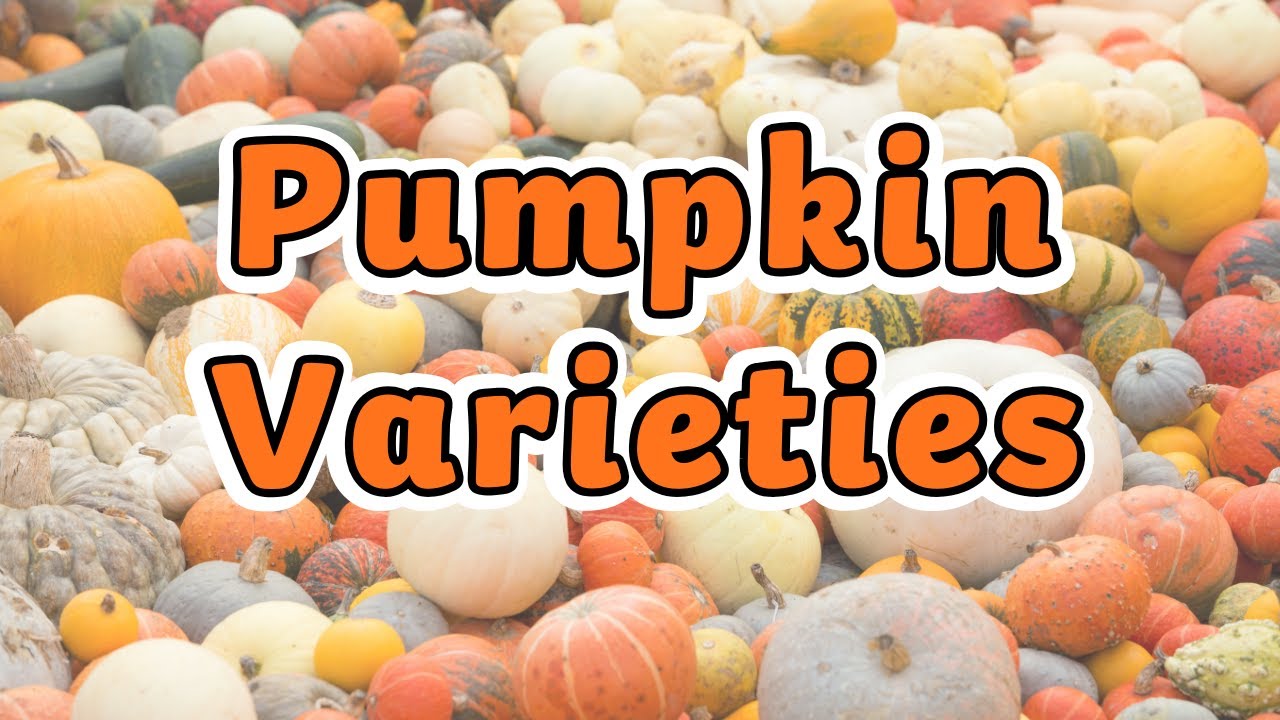 Разновидности тыкв | Виды тыкв 🎃