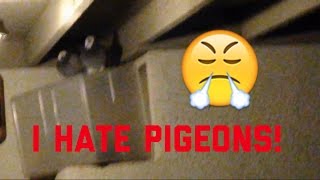 I Hate Pigeons! Vlog Day 403 (February 7th, 2015)