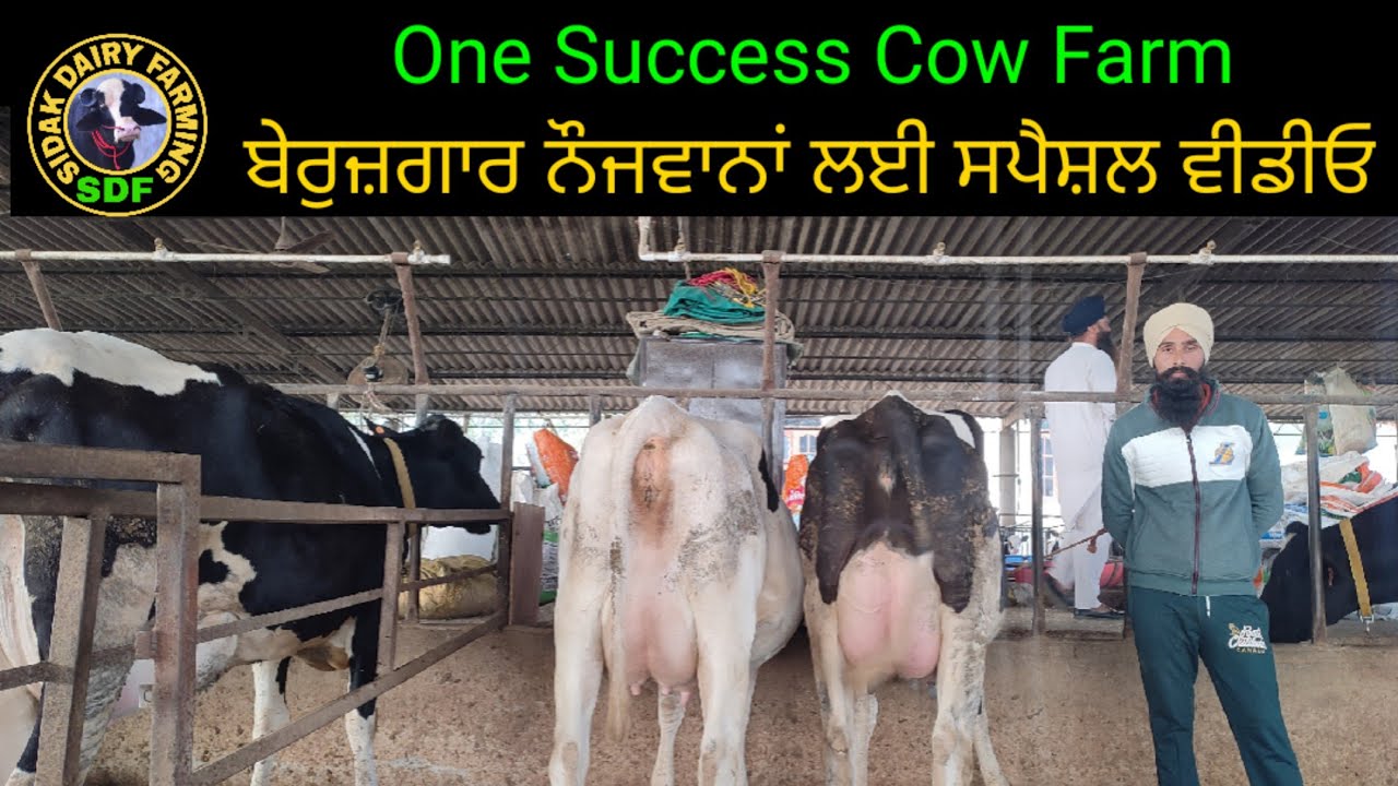 Story of success Cow Farm, ਇੱਕ ਕਾਮਯਾਬ ਡੇਅਰੀ ਦੀ ਕਹਾਣੀ