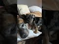 Paws and harmony a frenchiemastiff tale of love and cuddles  puppylovechronicles