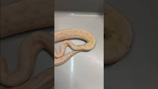 Celebrity He's finally eating on his own 🐍 ❤️ 👶  #reptilelove #babyballpython Profile