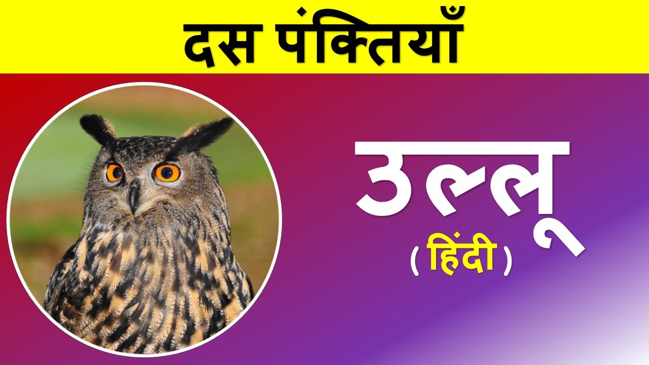 owl bird essay in hindi language