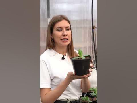 Чем кормить цветы - YouTube