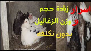 اسرار زيادة وزن الزغاليل بطريقة بسيطه بدون تكلفه(ست 6 اسرار )