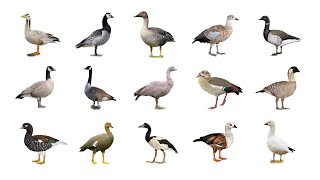 🦆 Types Of Geese In English | Species Of Geese | Goose Types