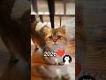 Where Are The Famous Cat Memes Now?❤️🕊️(ThenVsNow) #shorts