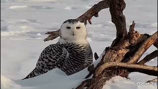 Snowy owl close up on Mississippi River Flyway cam (2\/6\/22).