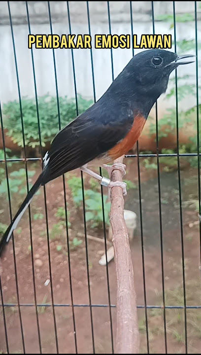 Suara emosi murai ngalas panggil lawan agar bunyi#burung#suaramurai#Shorts