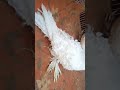 wait frills pigeons #whatsappstatusvideo #fancy_pigeons #kabutar #irfan85f