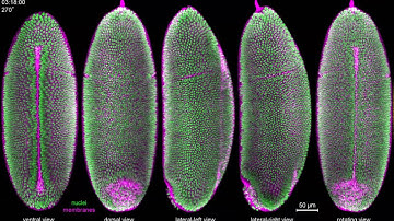 IsoView: Two-color imaging of Drosophila gastrulation
