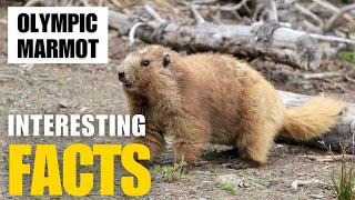 Exploring the Fascinating World of  Olympic Marmot | Interesting Facts | The Beast World