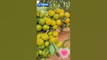 Một cây là đủ năng suất rồi