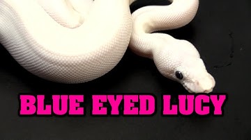 Clutch #12 Update solid white snakes!