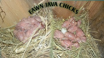 Fawn Java Hatching Start #hobby #passion #business #petsbysbz