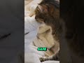 Why do cats knead their paws?