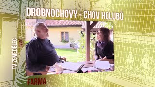 Farma 1 Drobnochovy Holubi