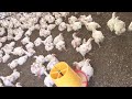 Poulet  de 30 jours