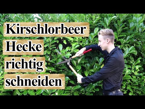 Kirschlorbeer 🌿 Hecken richtig schneiden✂️💪 | So gelingt der Formschnitt