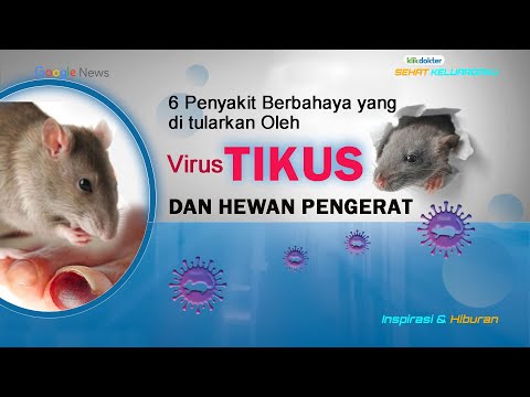 Video: Apakah tikus pedesaan berbahaya?