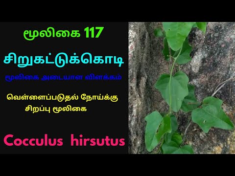 Yulduz chiroqlari aloqada