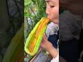 Amazing tasty cucumber 🥒🥒 | Rural farmers harvest Delicious cucumber #fruit #harvest