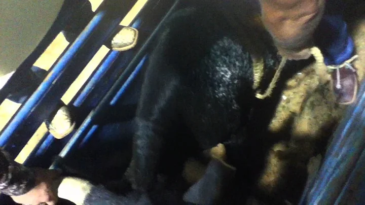 steer riding