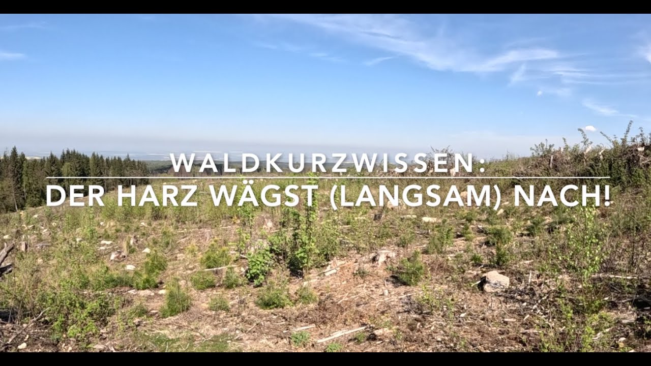 Wiederbewaldung des Harz macht Fortschritte (Waldkurzwissen)
