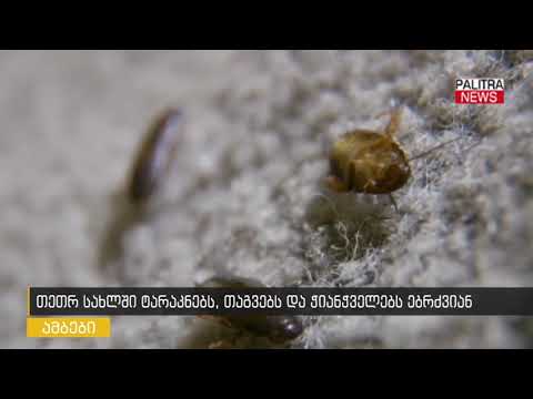 თეთრ სახლში ტარაკნებს, თაგვებსა და ჭიანჭველებს ებრძვიან