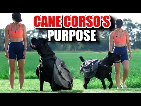 A Cane Corso's Purpose