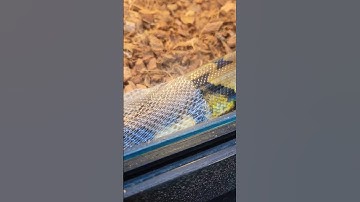 ( Tiger )Reticulated python shedding wow!! #reptiles #shedding