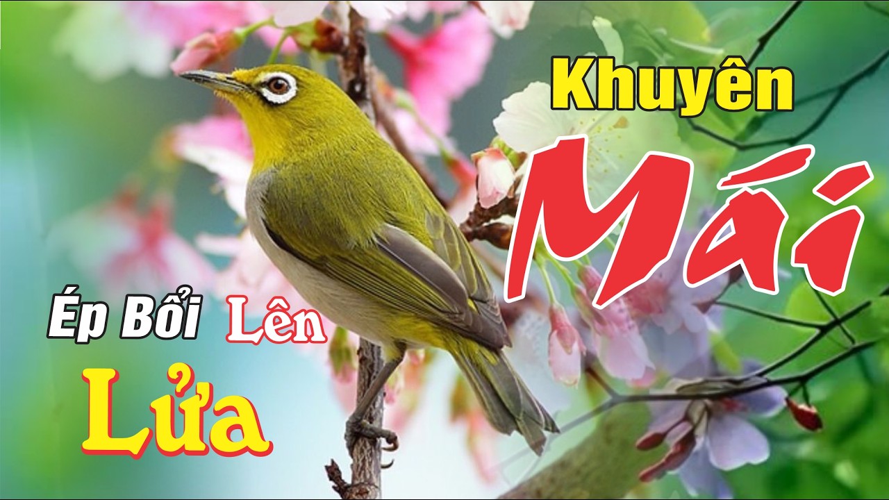 Khuyên Mái Tơ Kích Trống Siêng Líu Và Chịu Đấu - Khuyên Trống Nhanh Căng Lửa