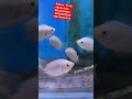New fish stock available #fish #megaquarium #fishbowl #exoticaquariumfish