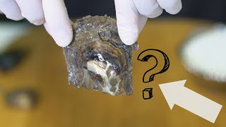 Big Surprise in Cool Oyster Shell! (Reveals 14379 - 14417)