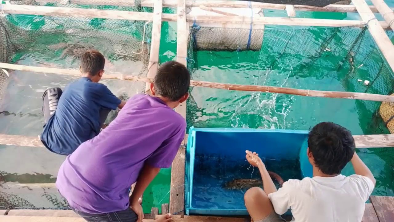 Mandikan ikan kakap pake air tawar