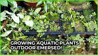 Growing Aquatic Plants Outdoor Out of Water Emersed!