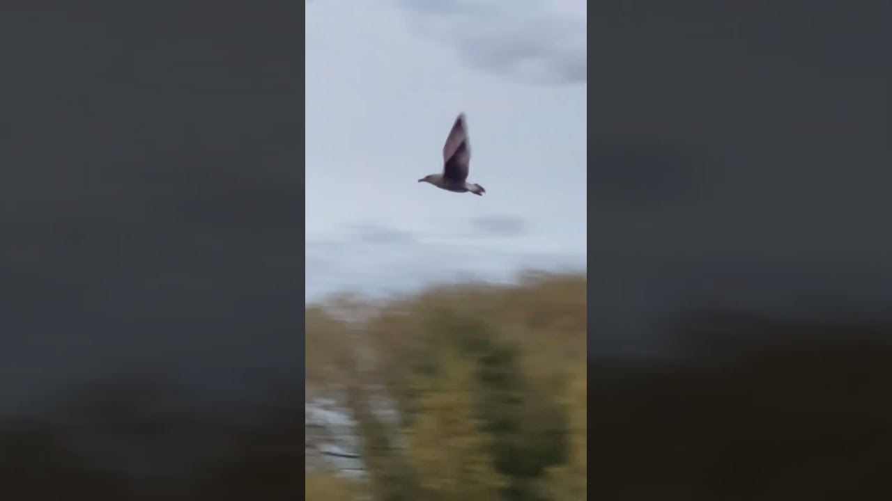 Juvenile Lesser Black Backed Gull Flying At Dusk 