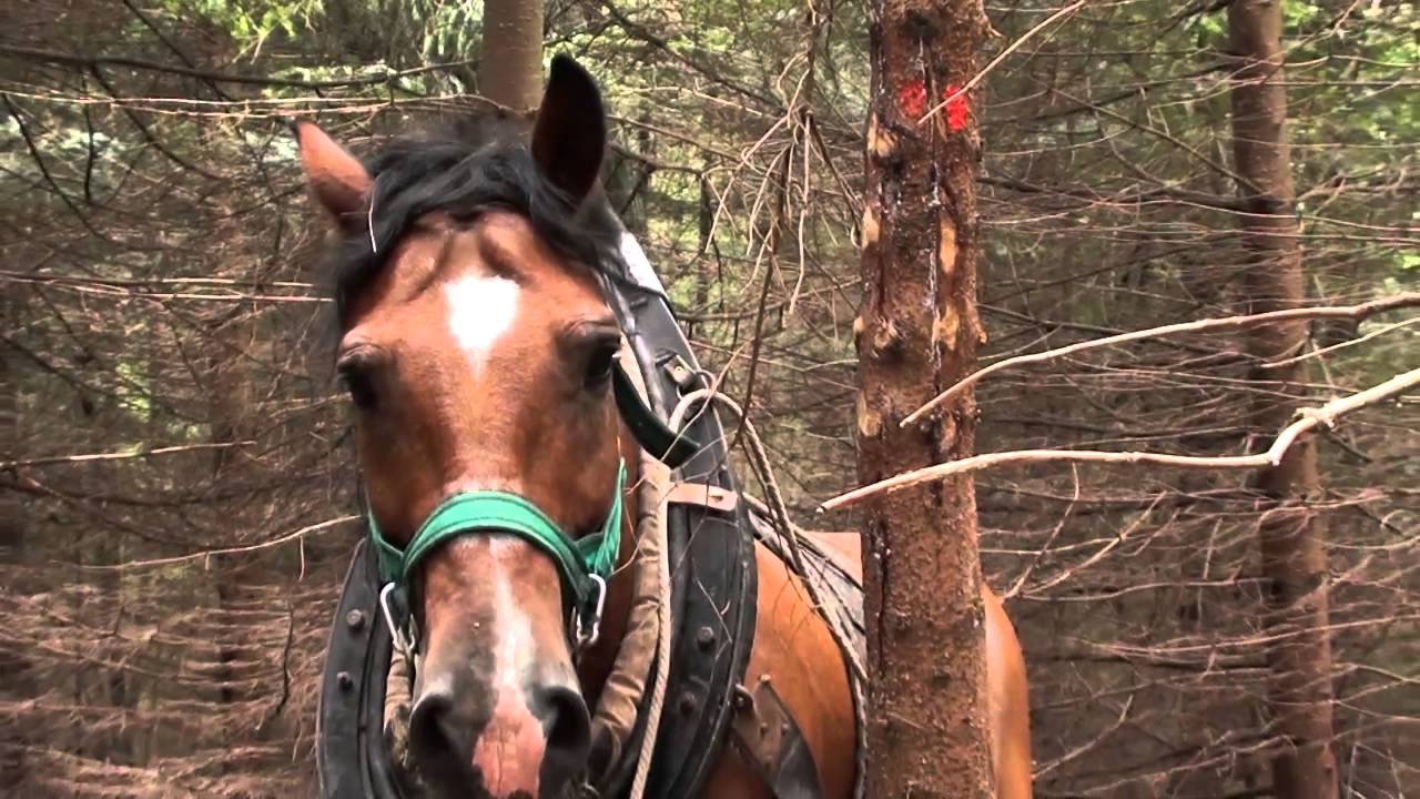 Dřevo - největší bohatství Krkonoš (CZ)