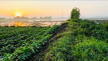 Bẫy Chuột Đồng Đường Mòn Dính Liên Tiếp