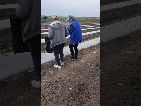 высадка рассады кукурузы