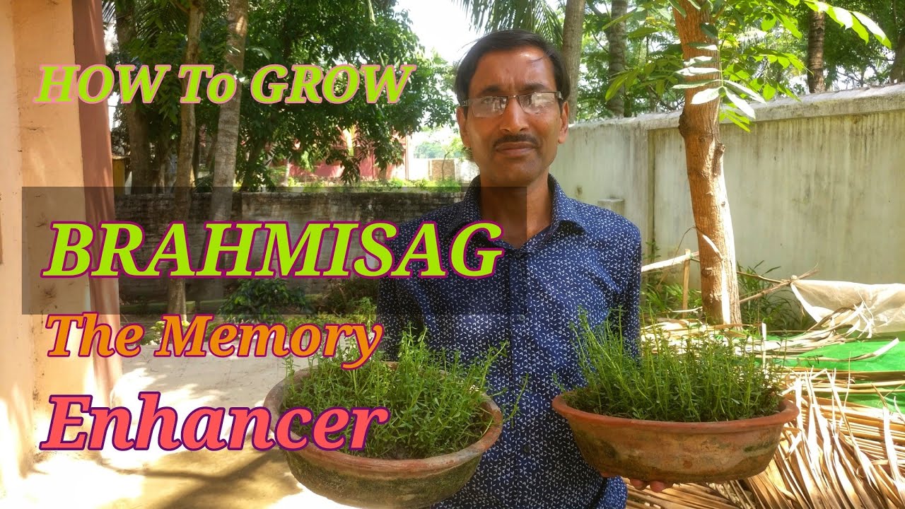 How to Grow Brahmi sag ( Bacopa monnieri ) easily at Home. YouTube