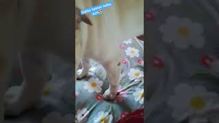 Golu ki emni emni good boy😍#dog #labrador #pets #shortsviral