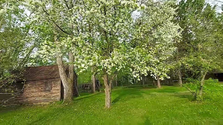 Fruit trees in full bloom!