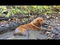 Golden Retrievers were made for the mud