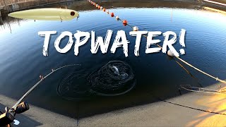 Caught My Biggest Striper Ever!! On Topwater!! | CA Aqueduct Fishing | Iu Mien Fishing