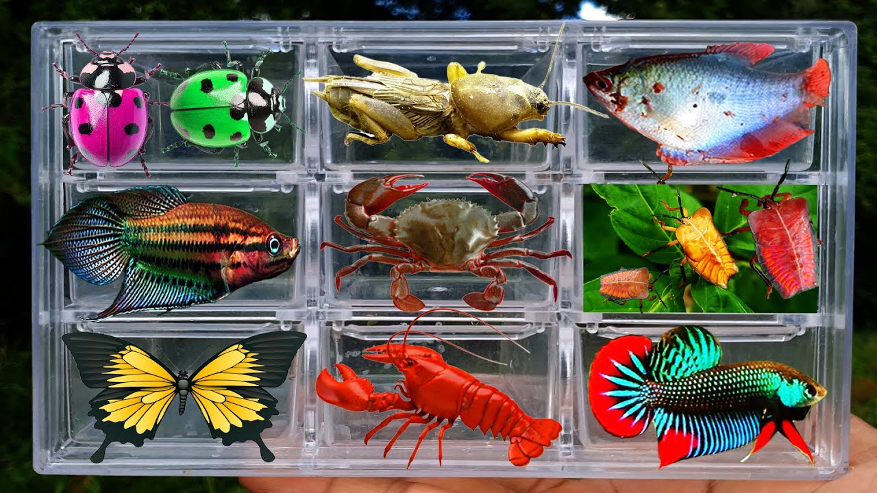 Fish Catching Insect Catching insects in the countryside, I got lady bug, cute fish ...
