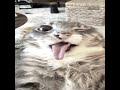 Cala Boca ЁЯШ тАНЁЯТл SONG NAME CALA BOCA Cala Boca ЁЯШ тАНЁЯТл SONG NAME CALA BOCA