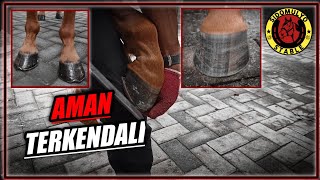 Pertama Kalinya Di Pasang Tapal | SHOEING HORSE (PASANG TAPAL KUDA)
